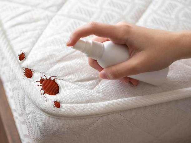 Best Pest Prevention Services  in Sky Valley, CA